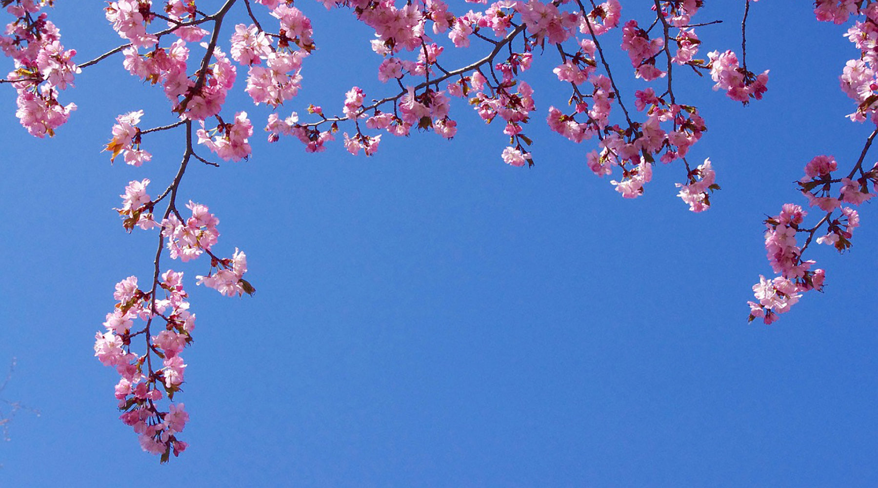 ‘Spring’ into Action: Essential jobs in your garden this April