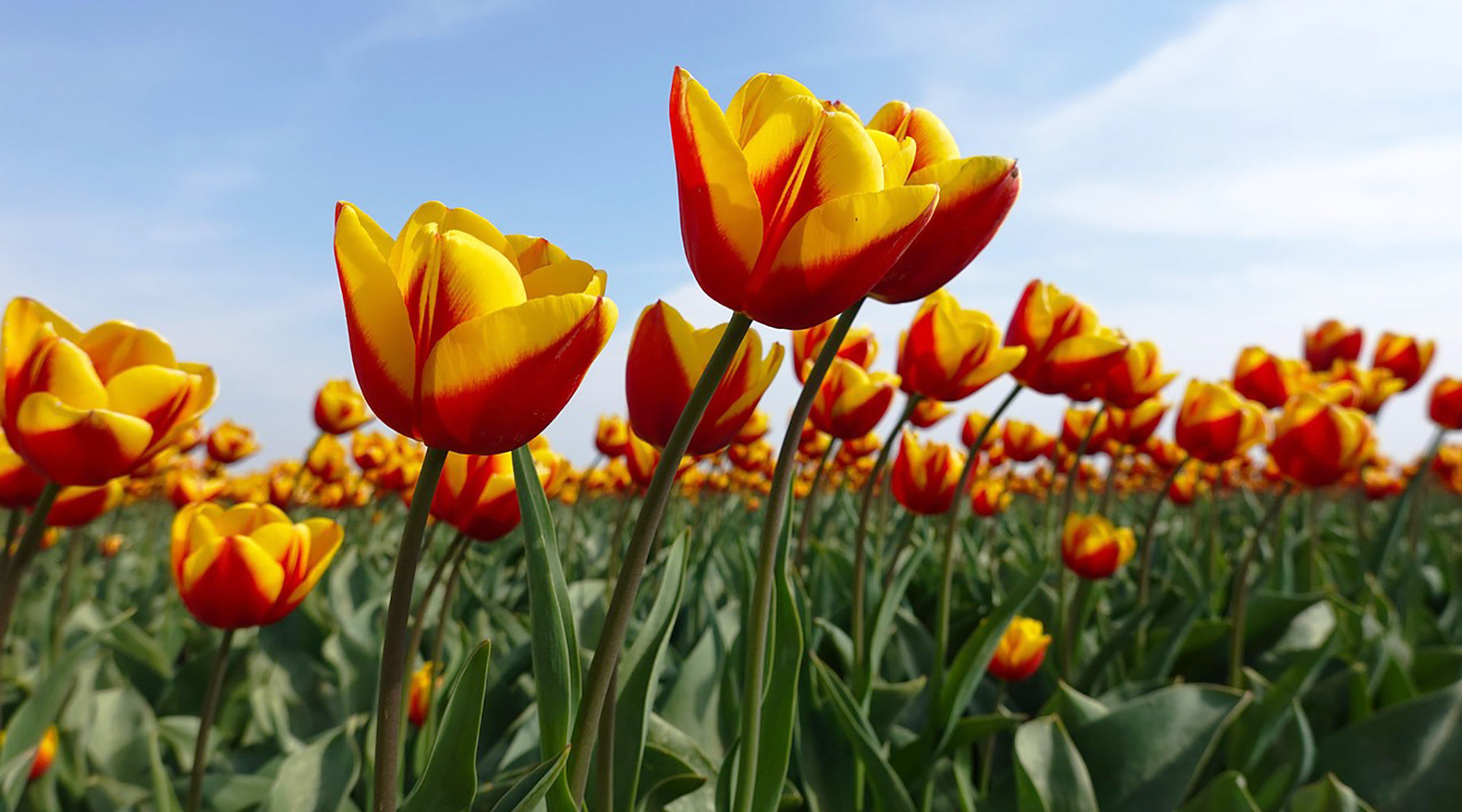Tips for Planting Bulbs: A Gardener’s Guide