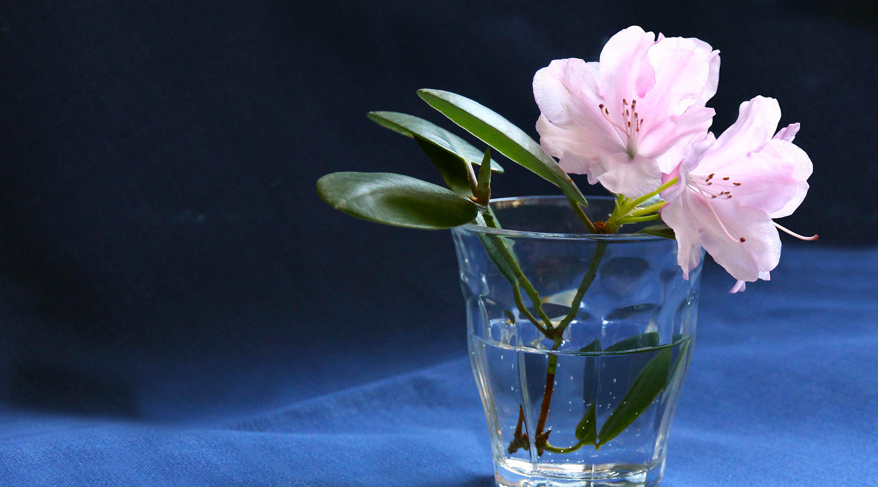 Camellias, Rhododendrons and Azaleas: Planting and Care for Spring Sho