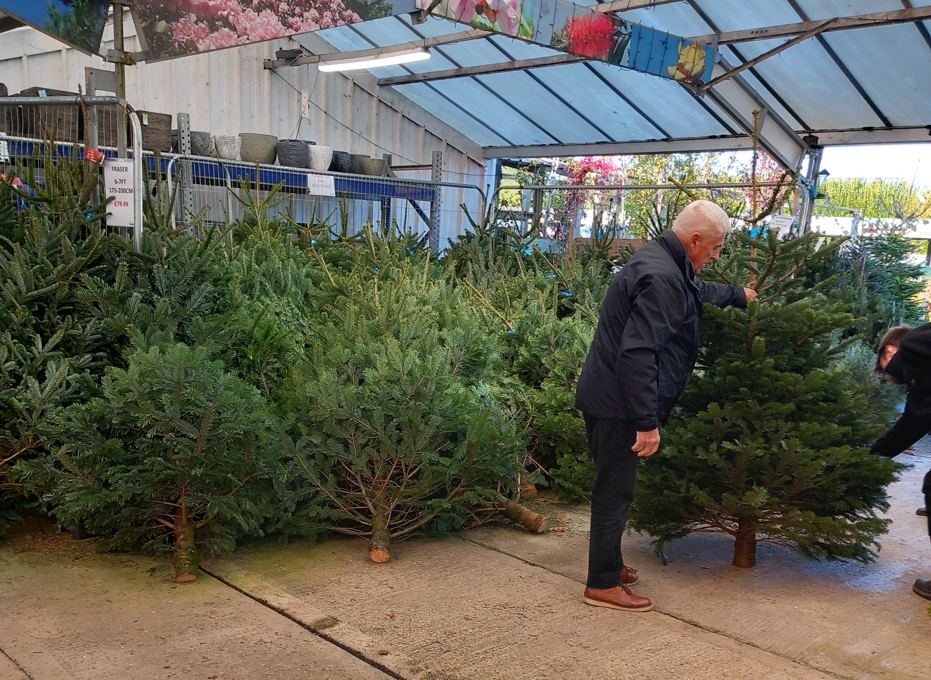 The fascinating history of Christmas trees and tips for choosing and caring for yours