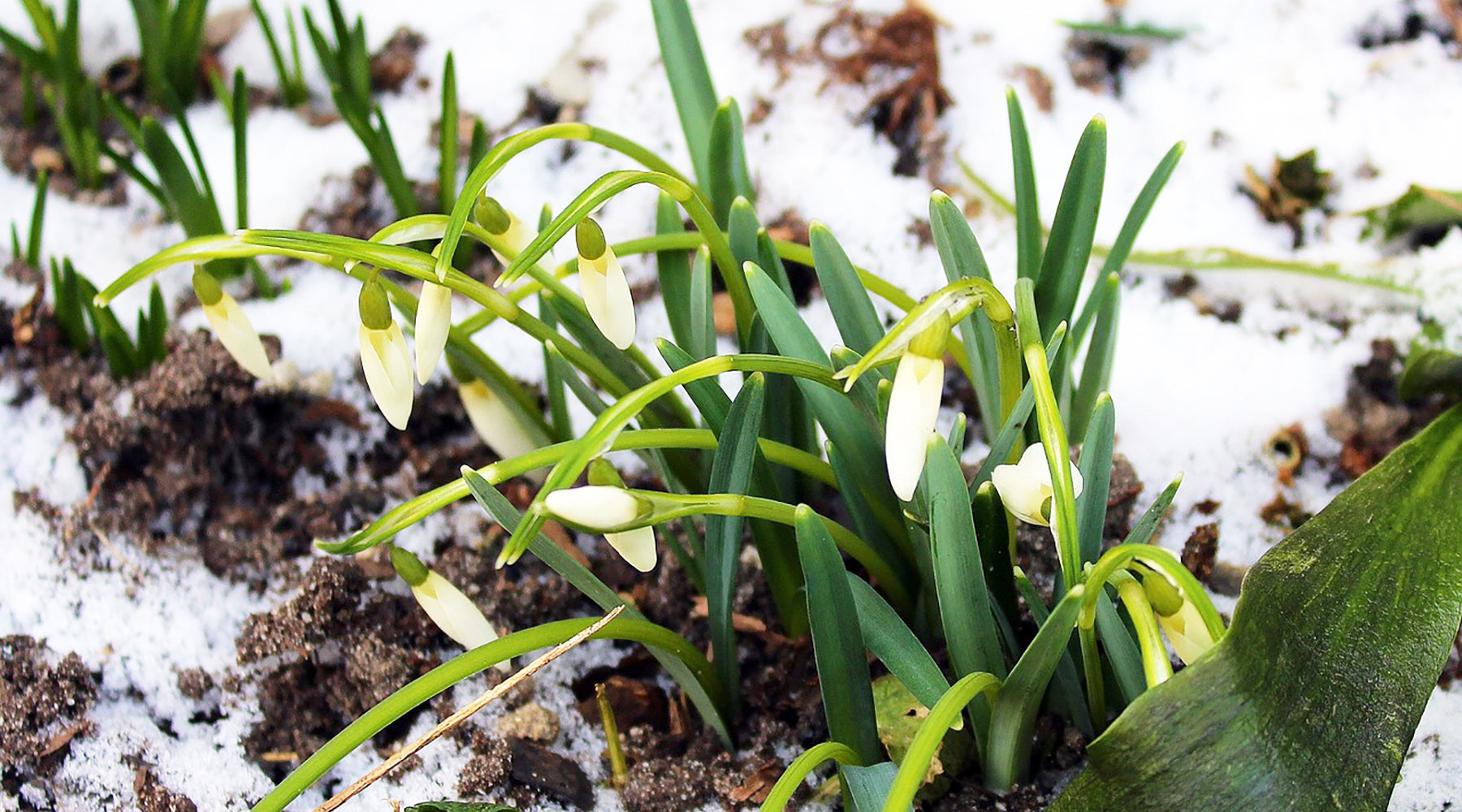 February in your Garden