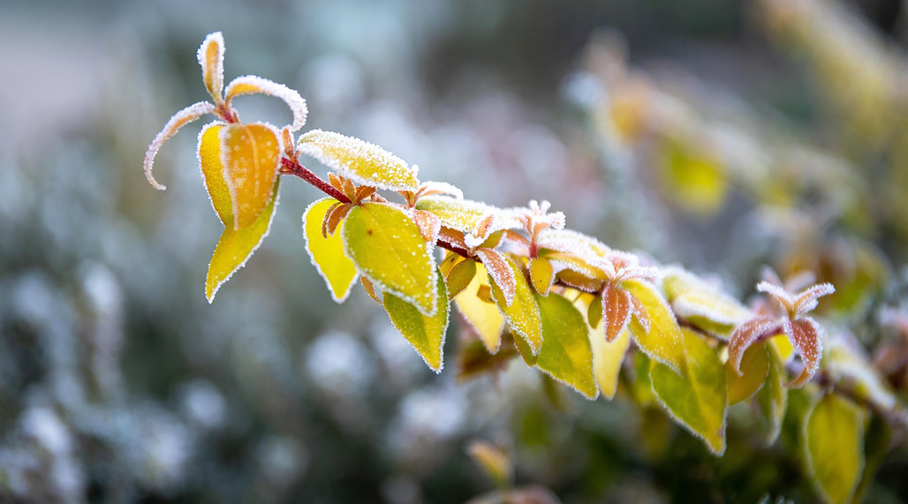 Your Garden in January