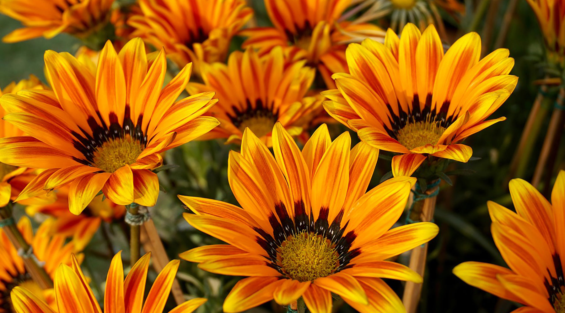 Gardening in July