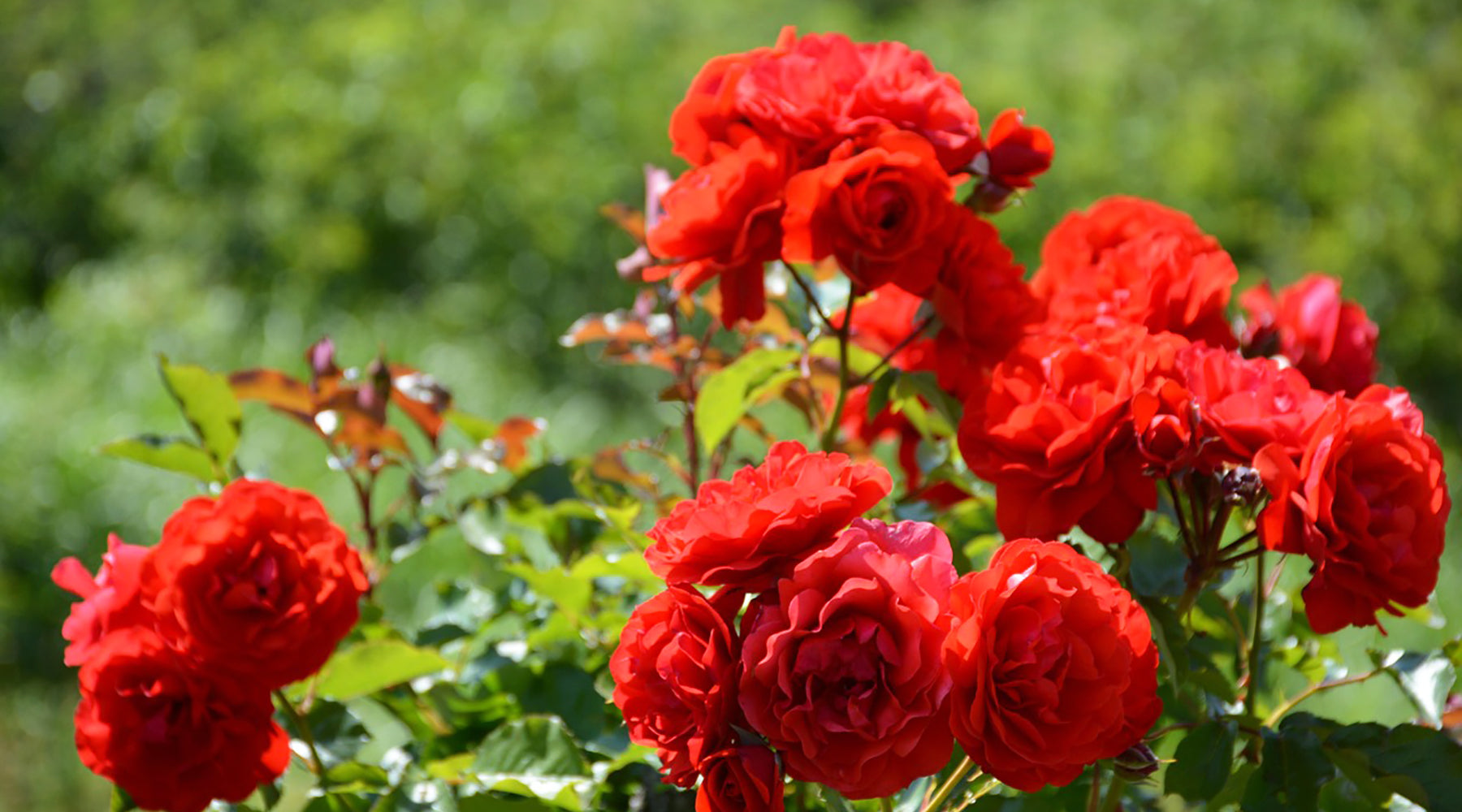 Jobs to Do in Your Garden This June