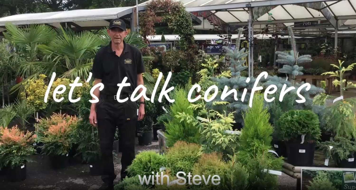 Steve's Tips for Conifers