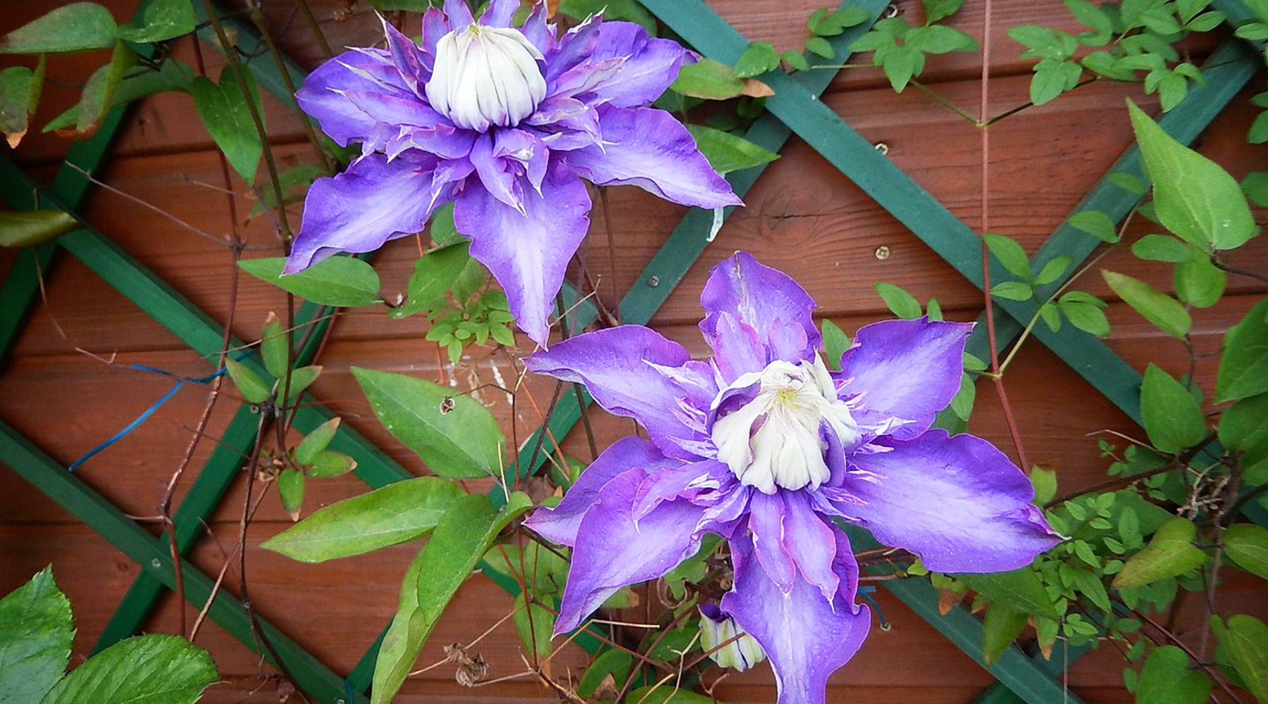 May in the Garden: What to Get Stuck Into This Month