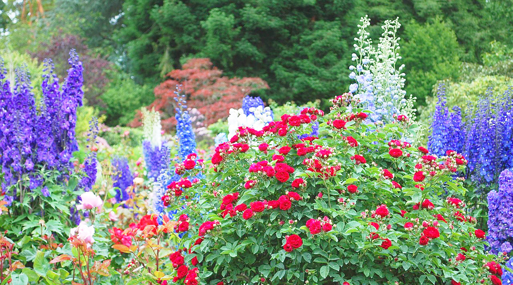 Plan now for late summer colour