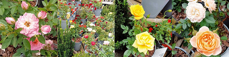 there is a wide variety of rose types to suit every plot