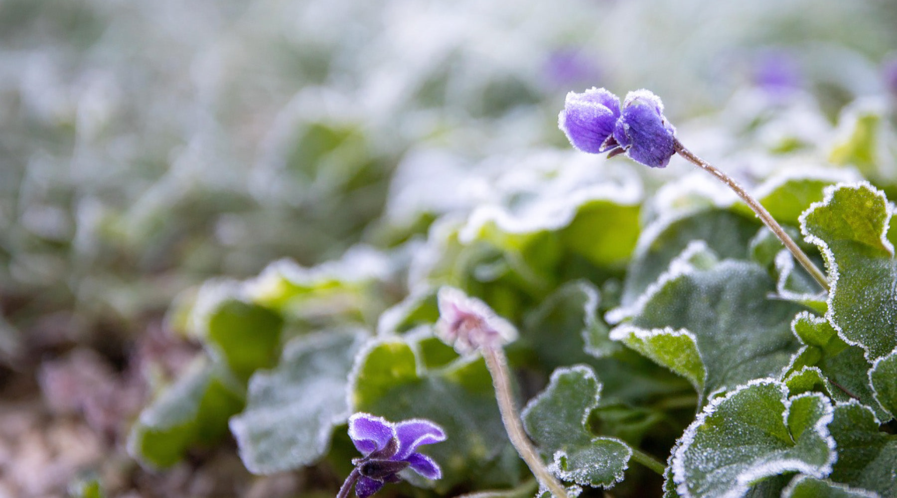 Winter Garden Maintenance Tips