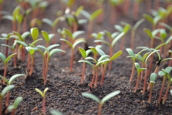 General tips on sowing seeds
