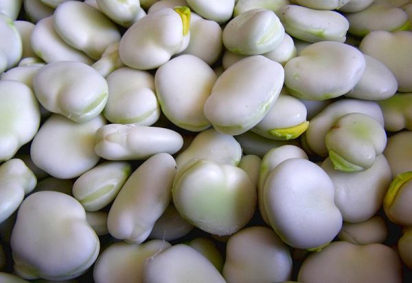What to sow in November - broad beans