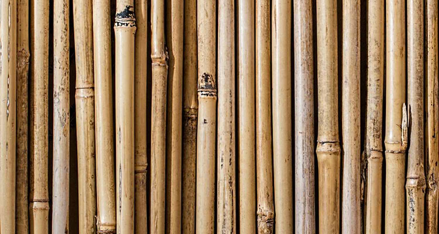 Bamboos