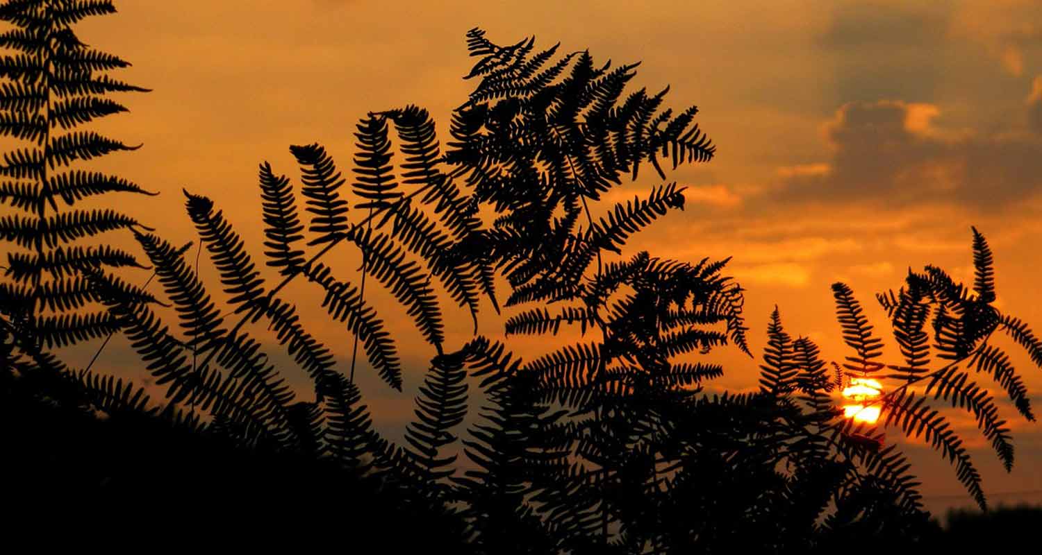 Ferns