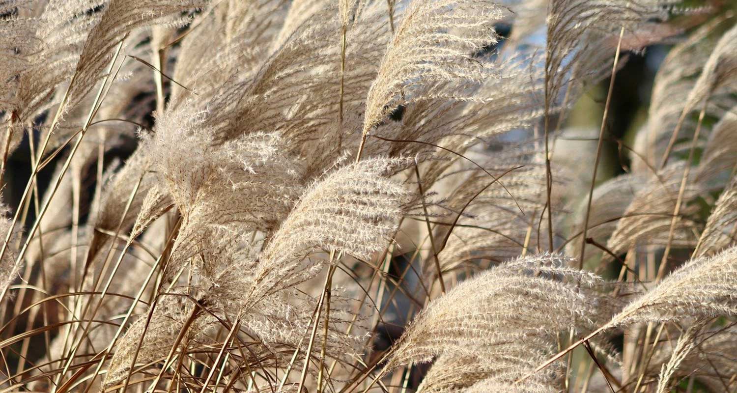 Grasses