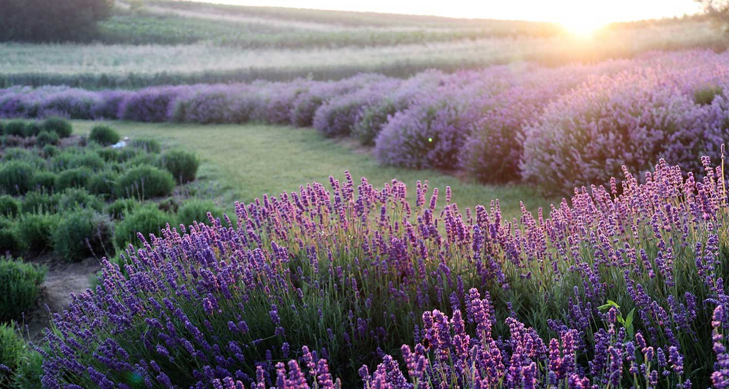 Lavenders