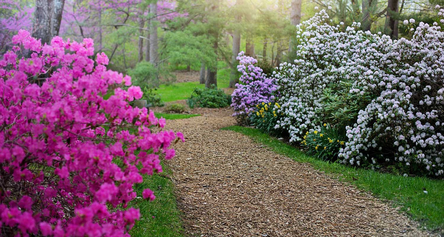 Rhododendrons/Azalea