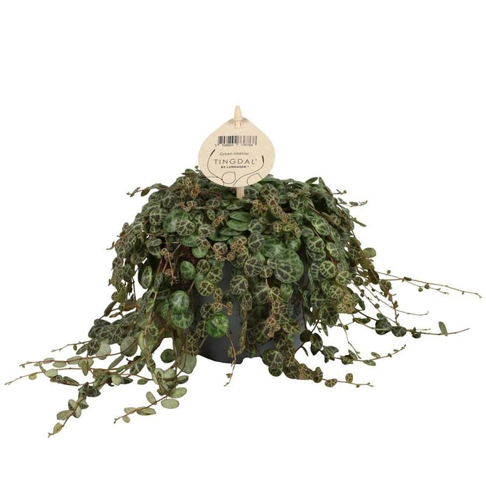 (MG) Peperomia Prostrata (String of Turtles) 12cm