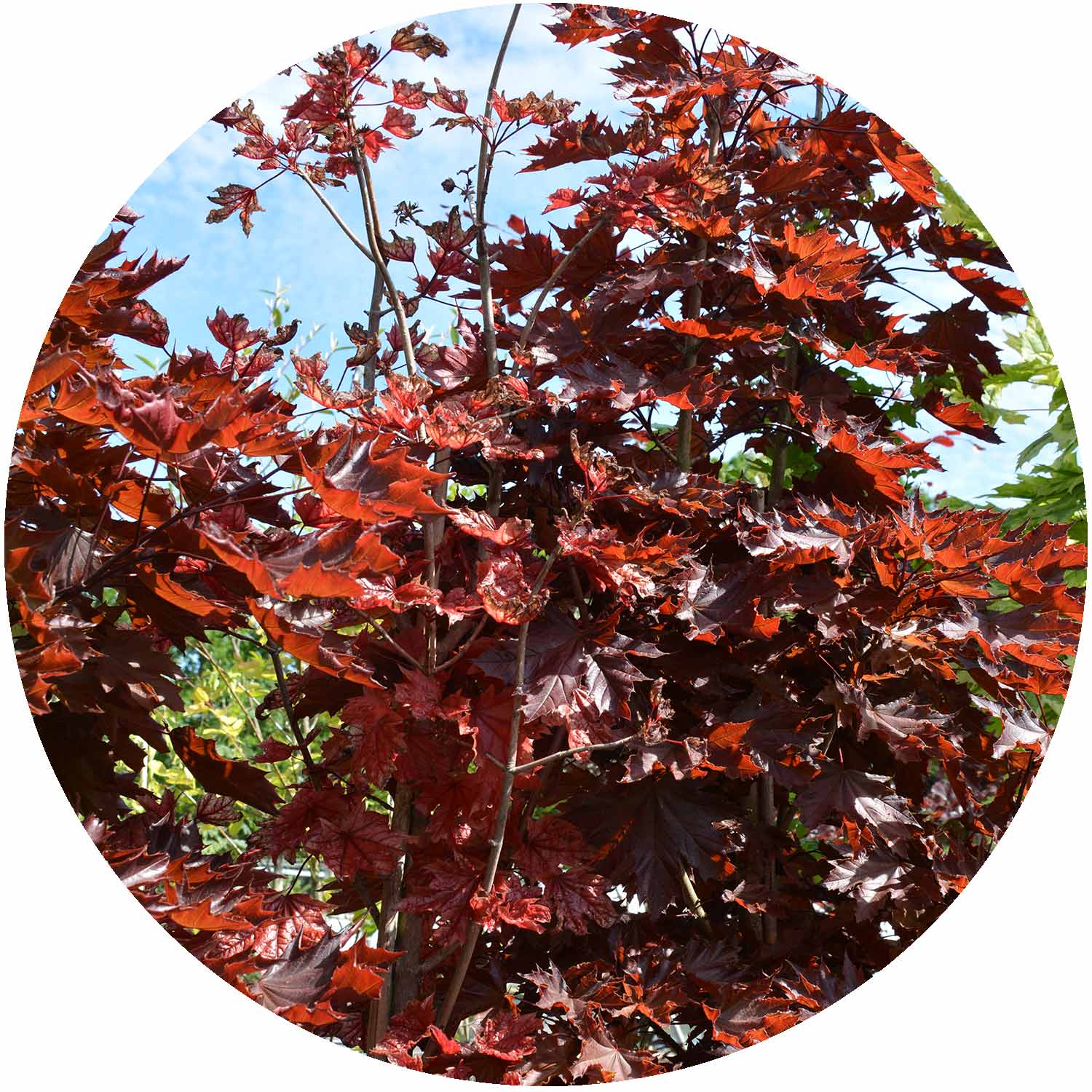 (R) Acer Plat. Crimson Sentry 15L