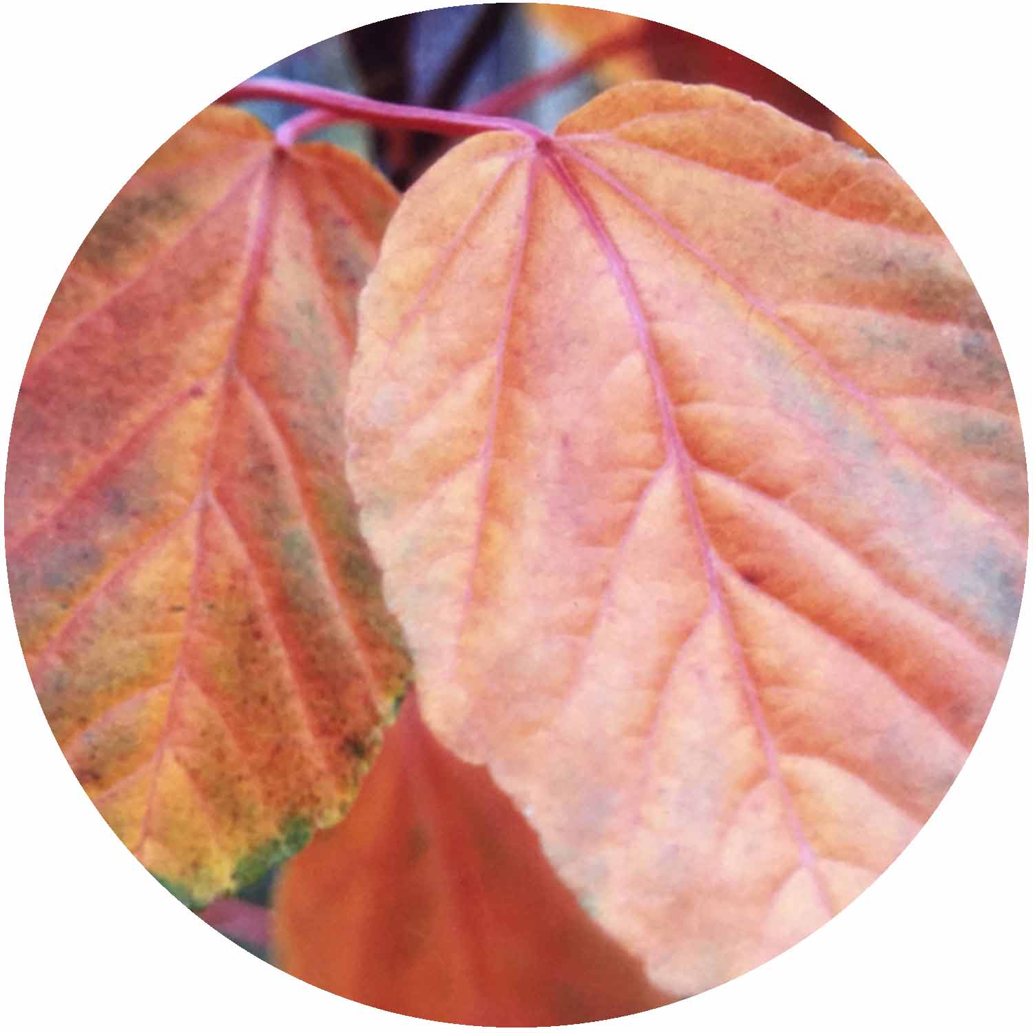 (R) Acer Davidii Viper 10ltr