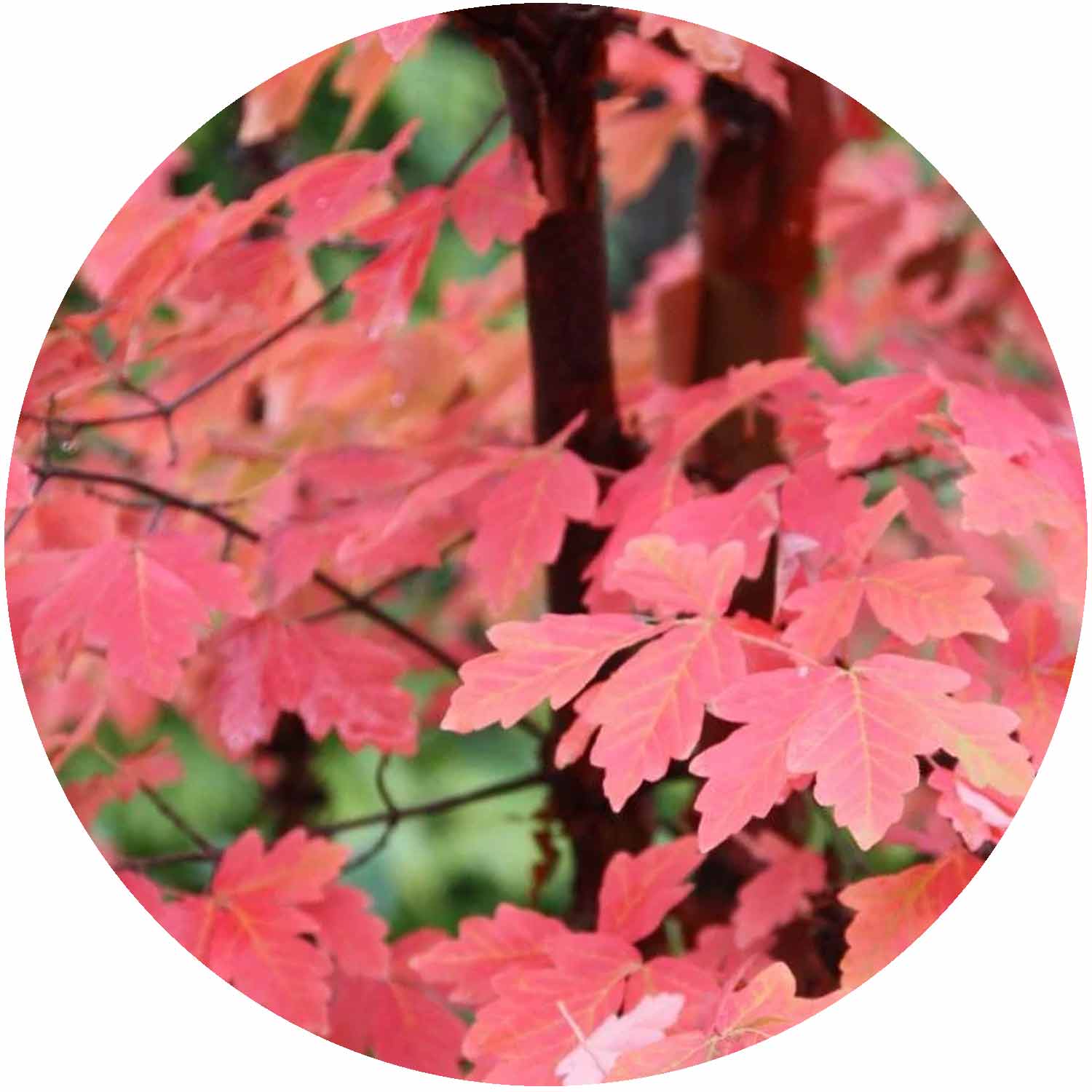 (E) Acer Griseum 30L
