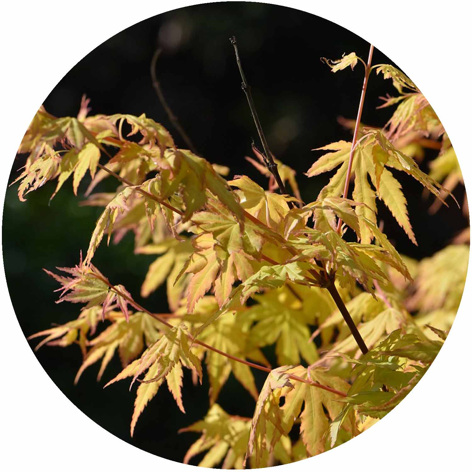 (MG) Acer Palm. 'Little Princess' 3L