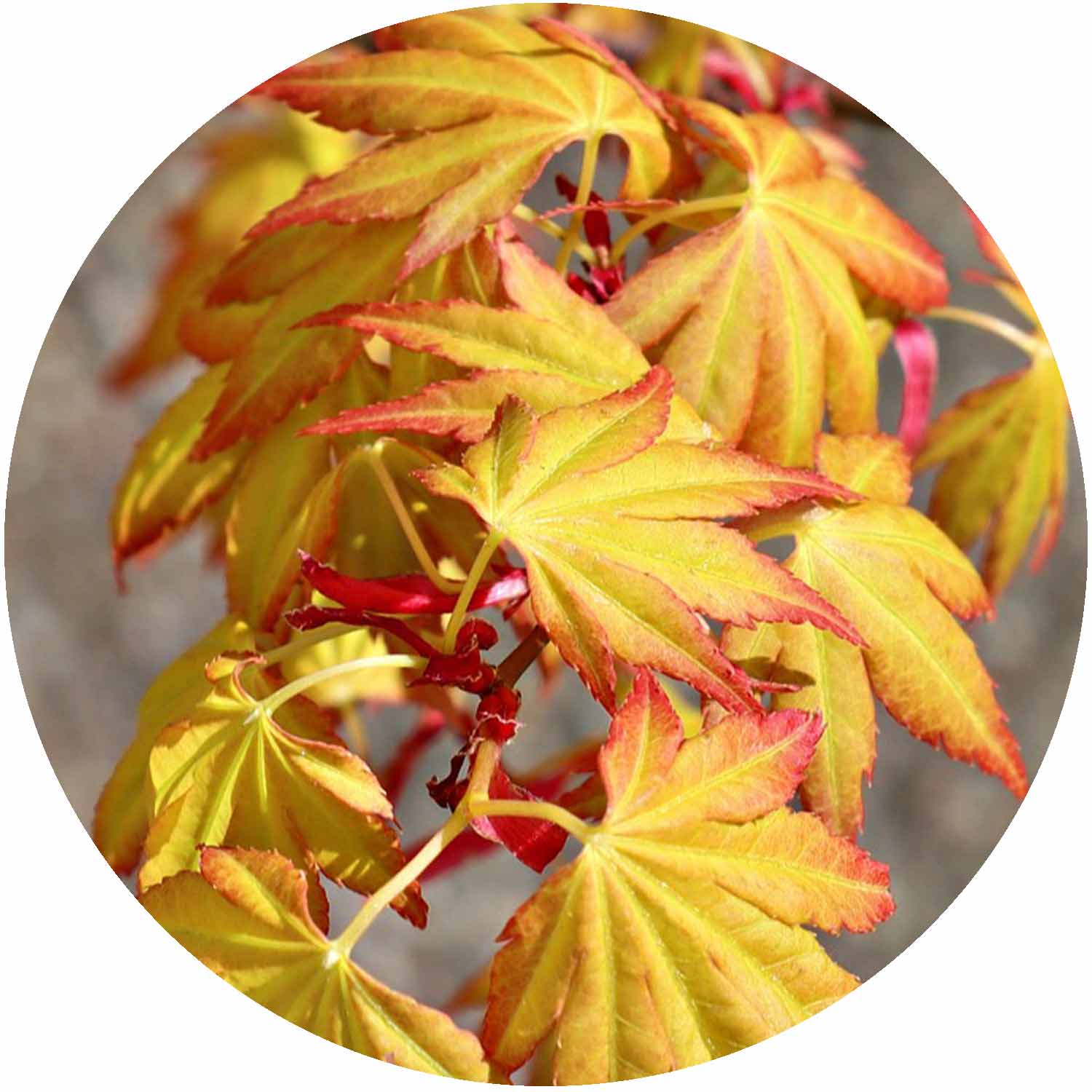 (P) Acer Pal. Sango-kaku C110 200/225