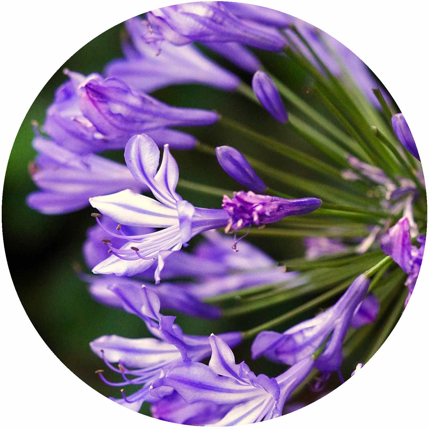 (CC) Agapanthus Africanus Charlotte 3ltr