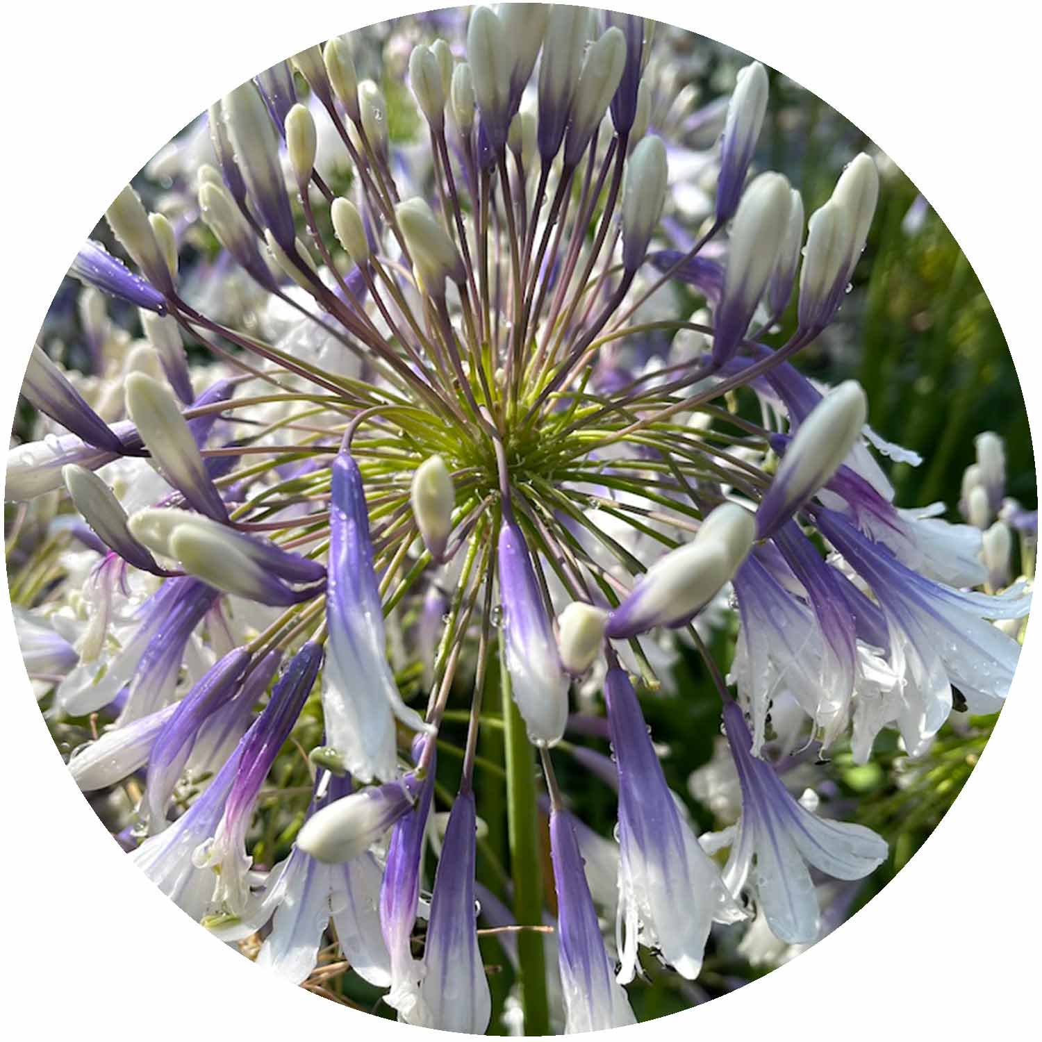 (CC) Agapanthus Africanus 3L