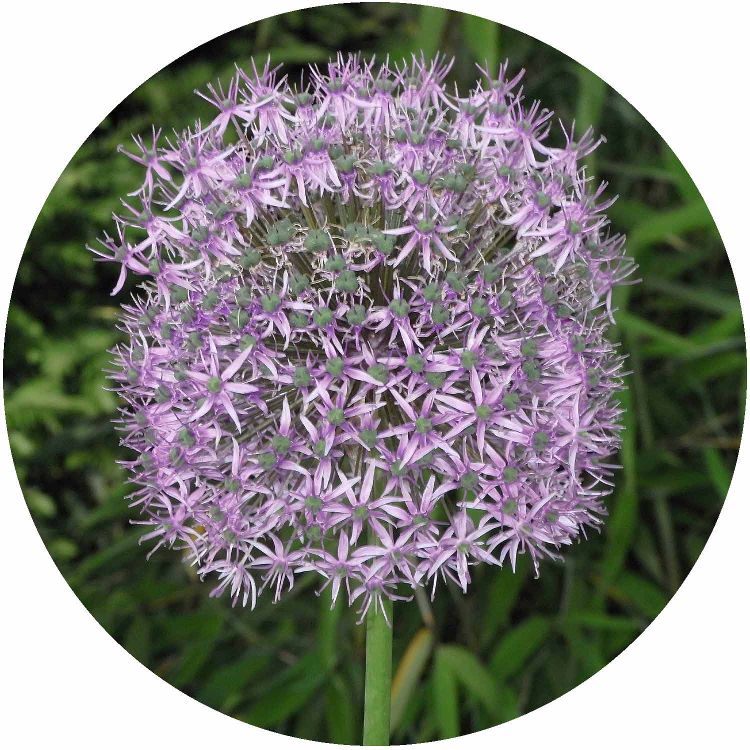 (M) Allium Christophii 3L