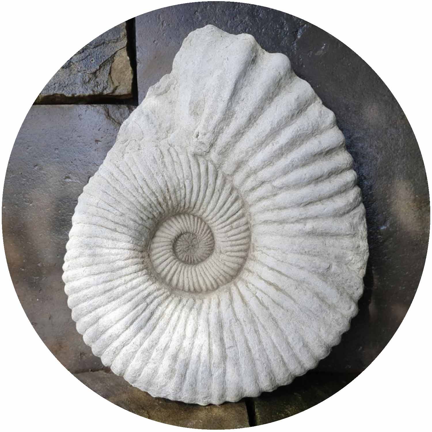 Ammonite Fossil