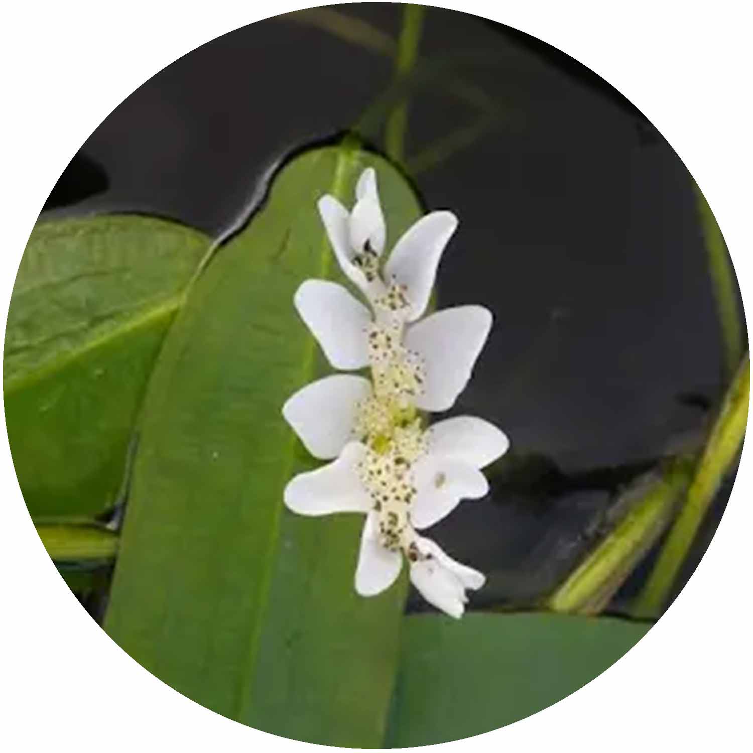 (AA) Aponogeton Distachyos 1L