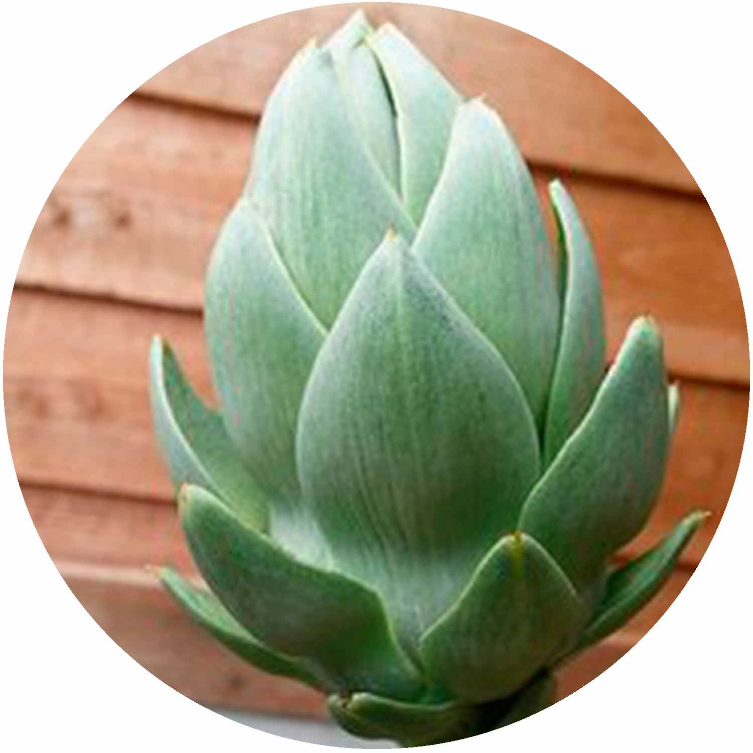 (GK) Artichoke Globe 9cm
