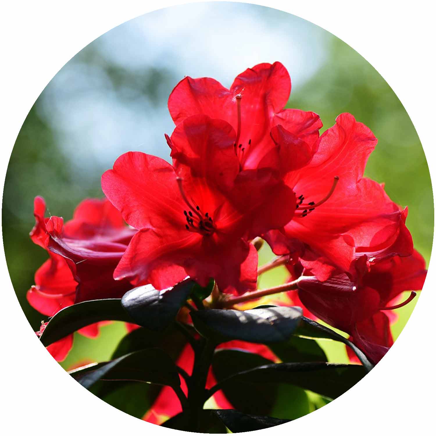 Azalea Mother's Day 3L