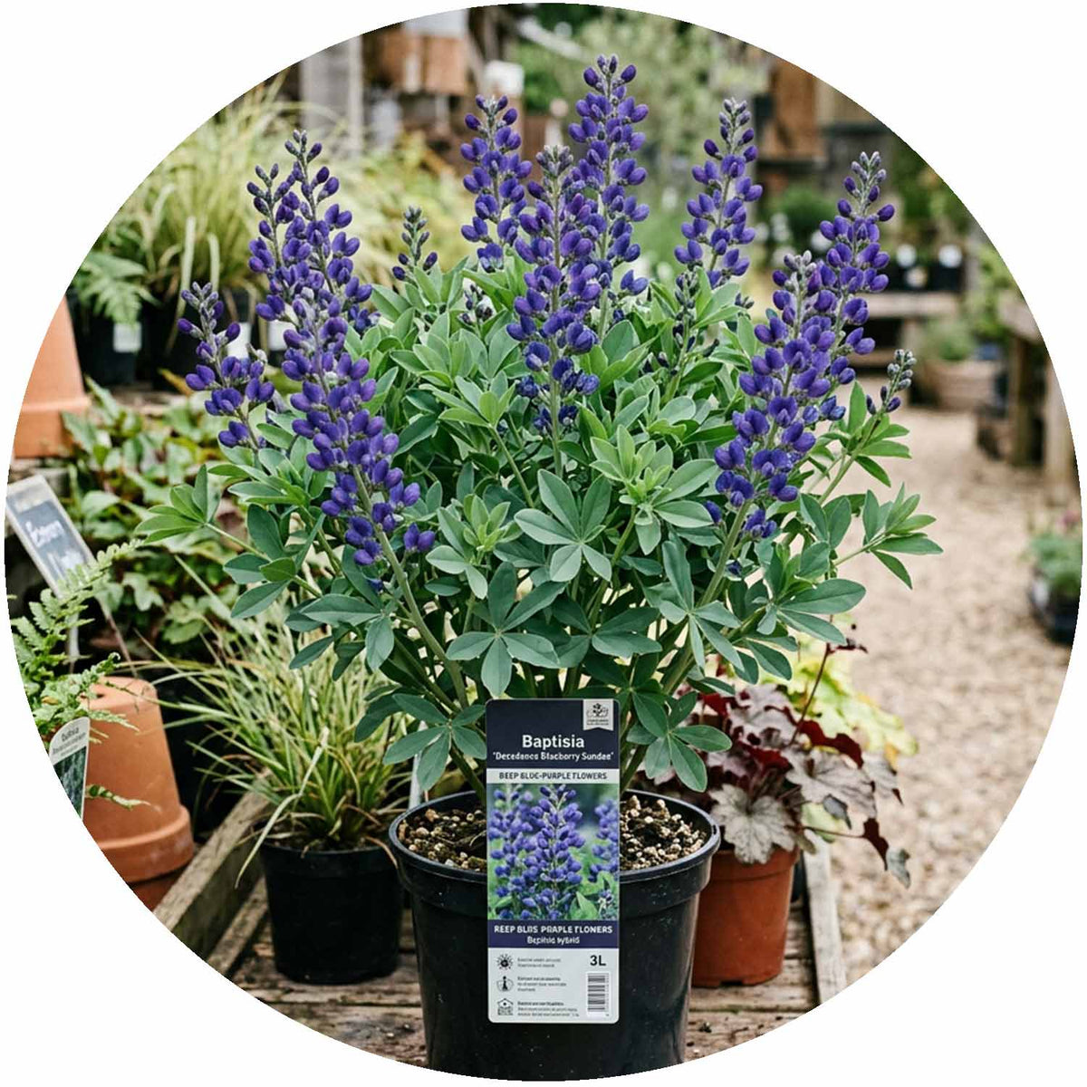 (D) Baptisia Decadence Blueberry Sundea 3L