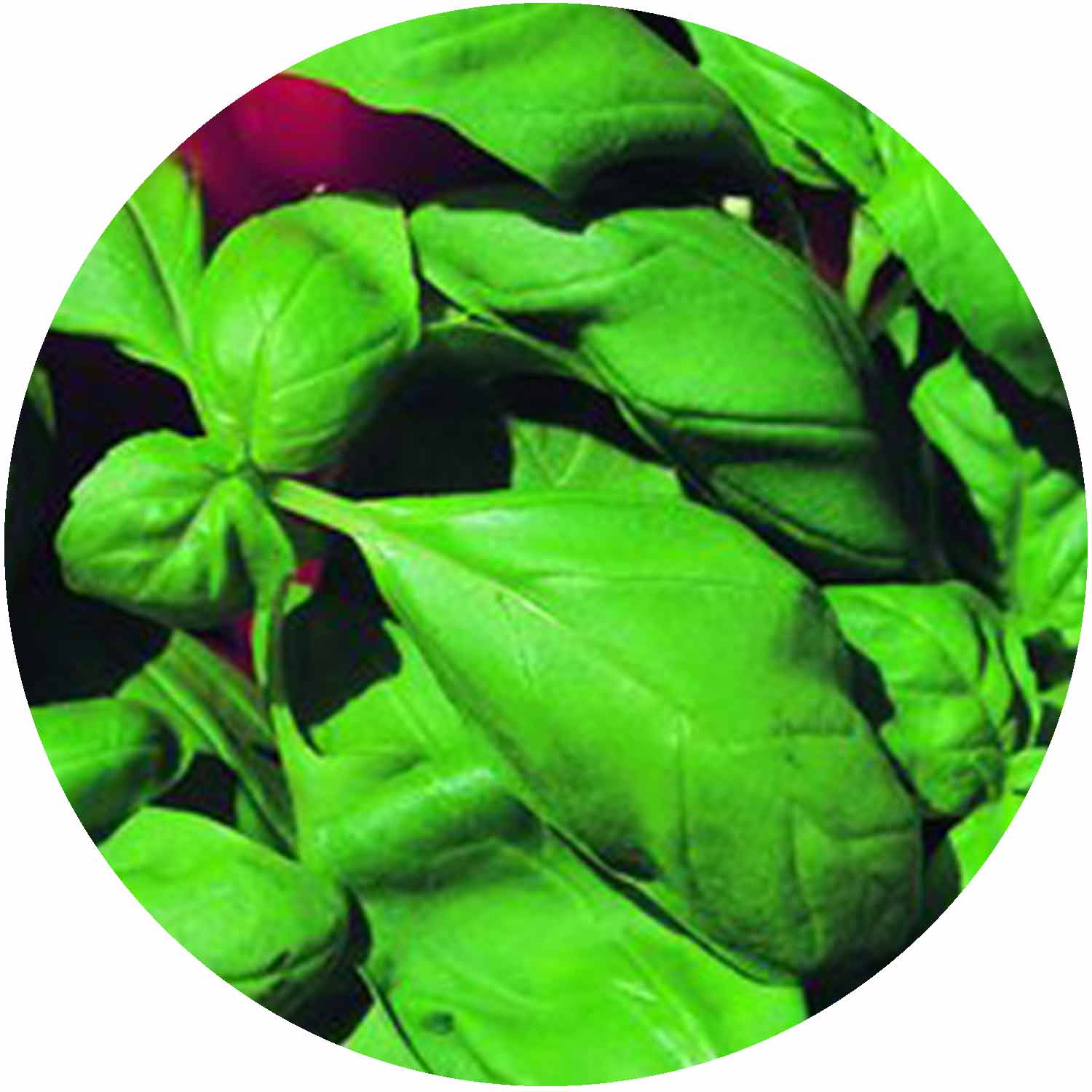 (GK) Basil - Sweet - 9cm