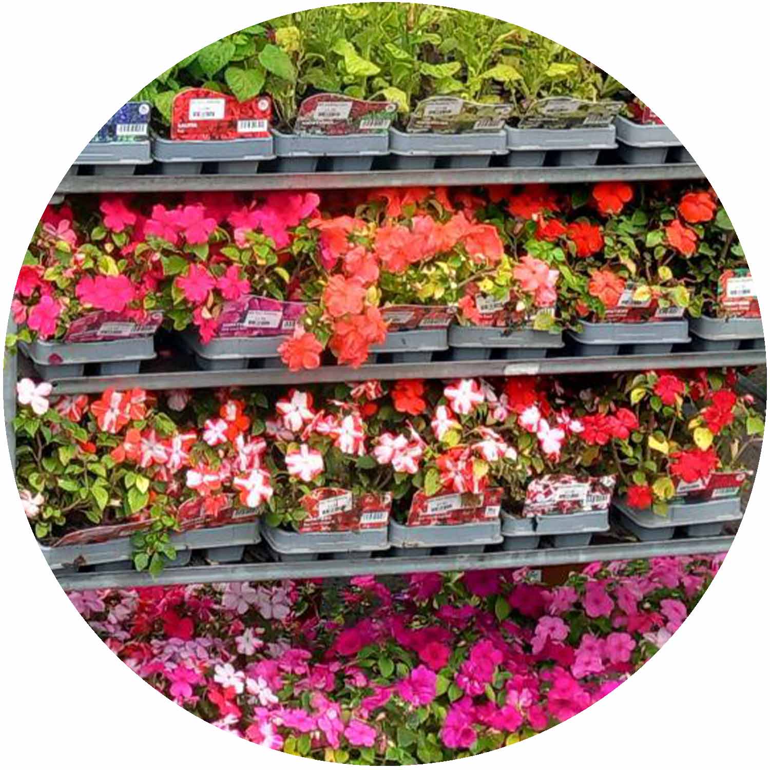 (BR) 6 Pack Winter Bedding