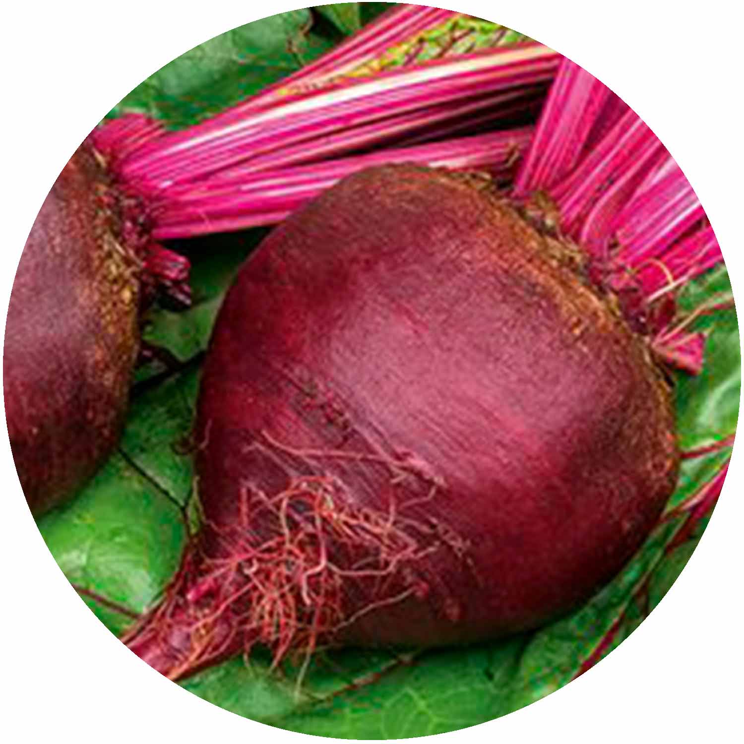 (GK) Beetroot - Boltardy 6Pk