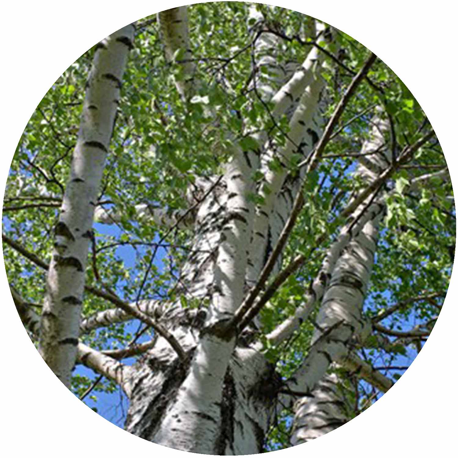 (R) Betula Alba 10ltr