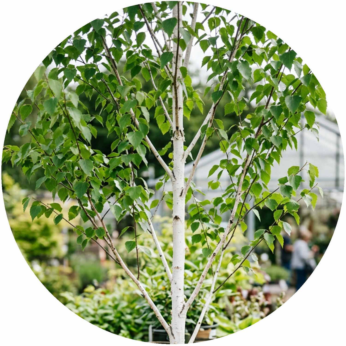 (R) Betula Utilis Jacquemontii 10L
