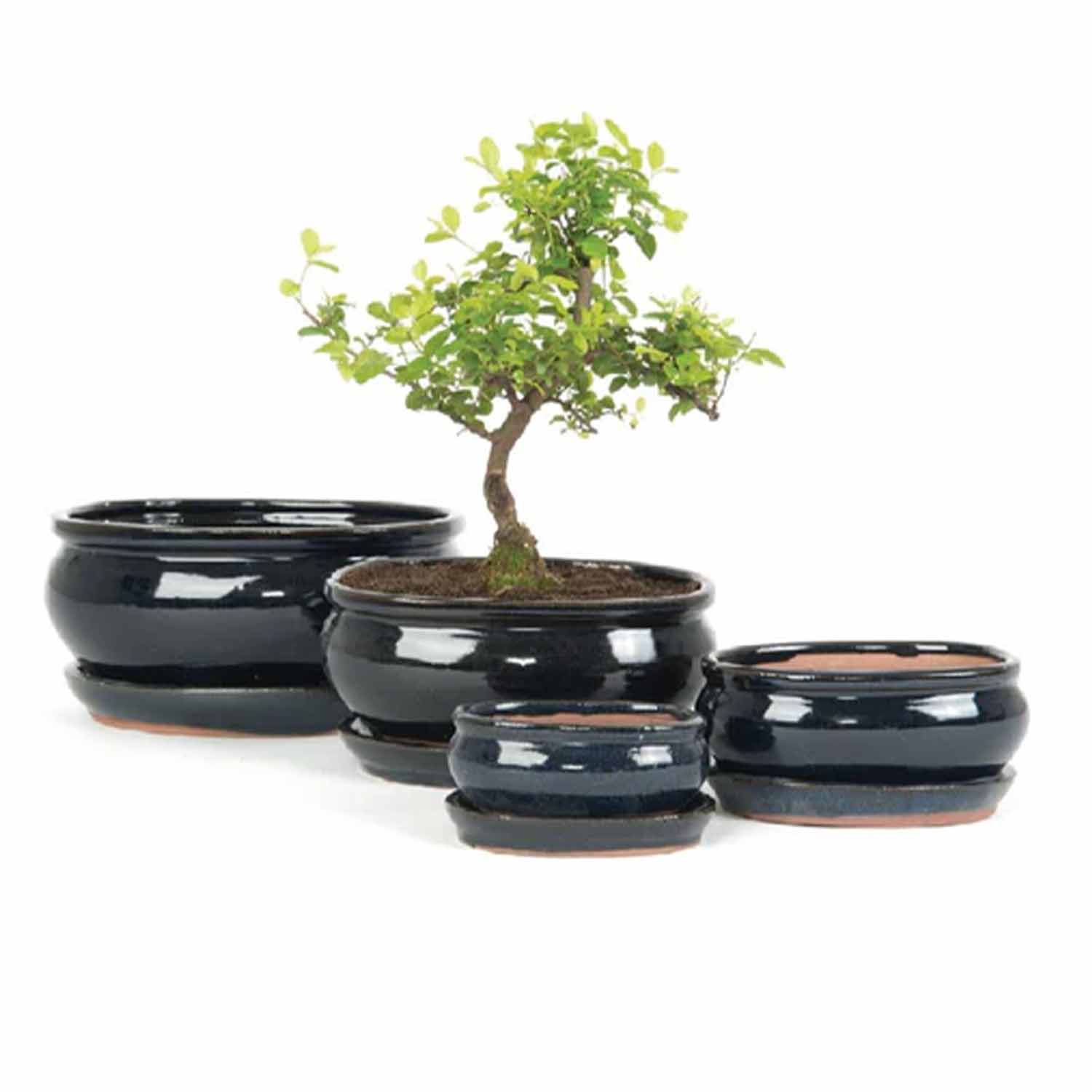 16cm Oval Bonsai Blue Pot