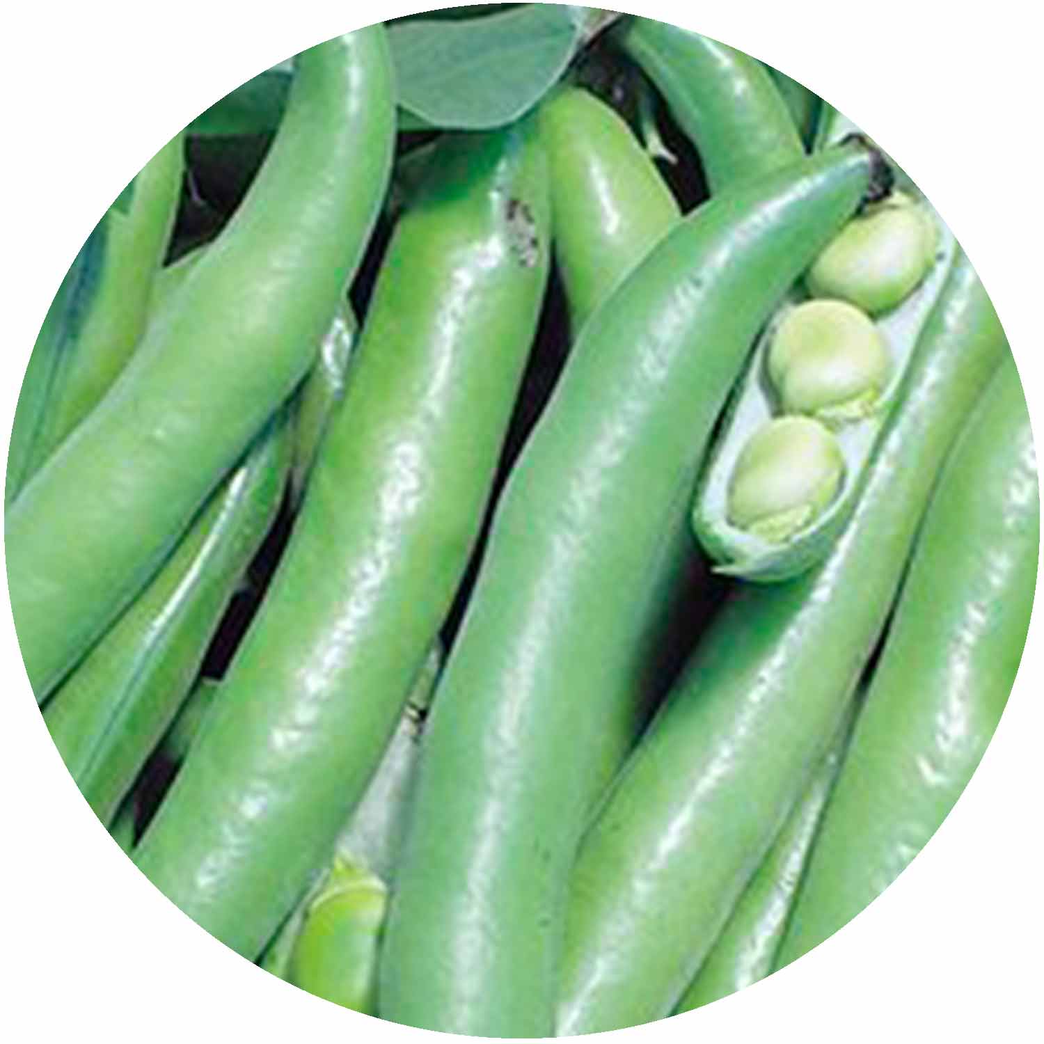 (GK) Broad Bean - Giant Exhibition 6Pk