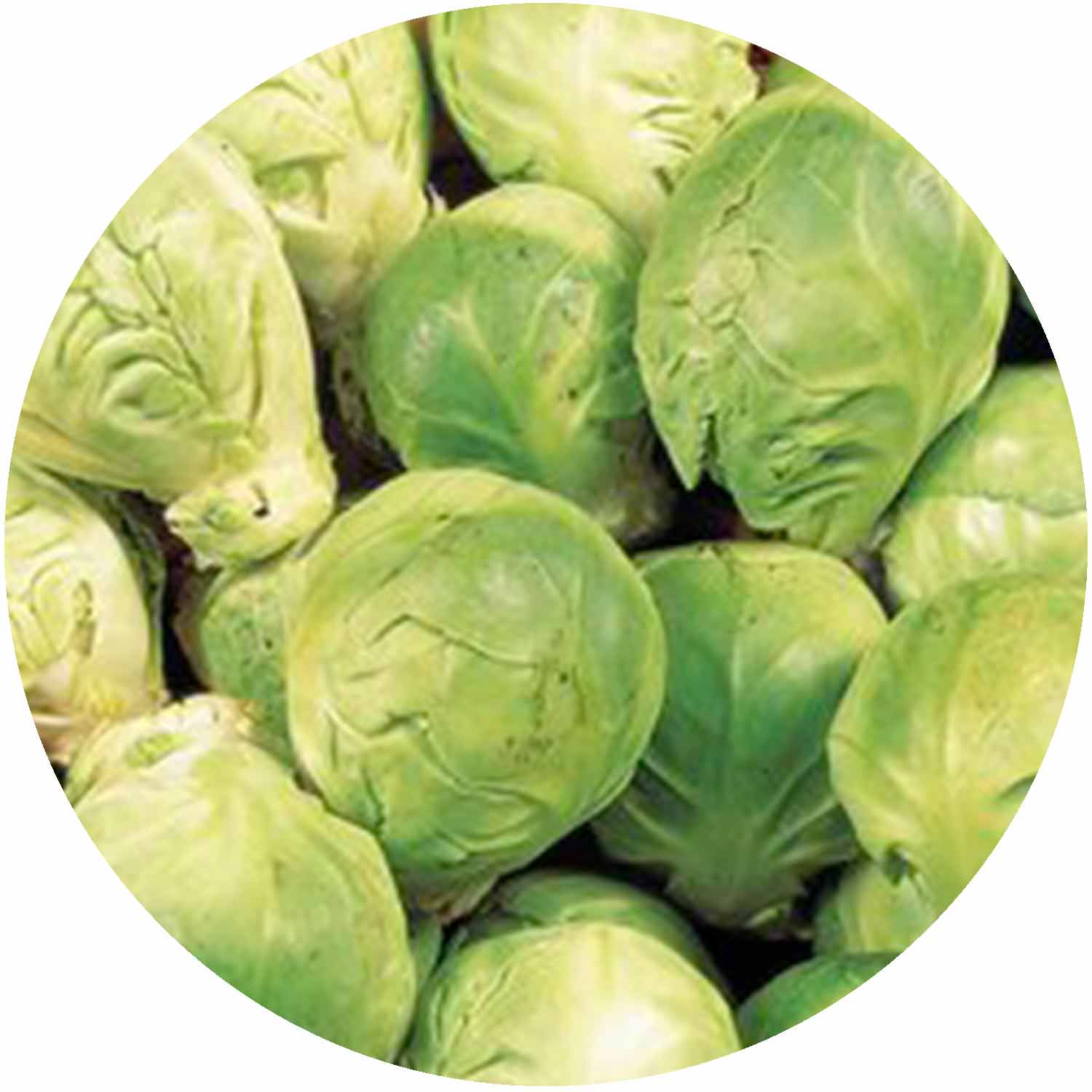 (GK) Brussel Sprouts - F1 Crispus 6Pk