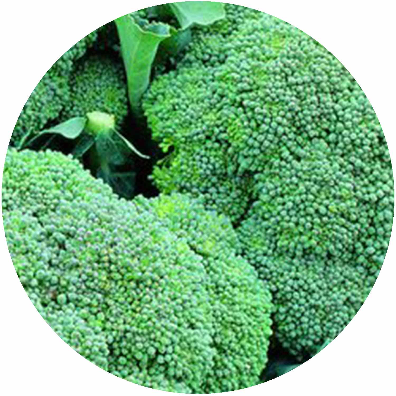 (GK) Calabrese - F1 Green Magic 6Pk