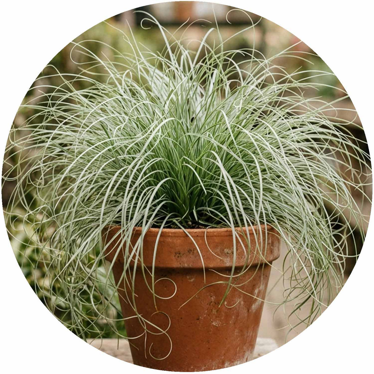 (MG) Carex Frosted Curls 13cm