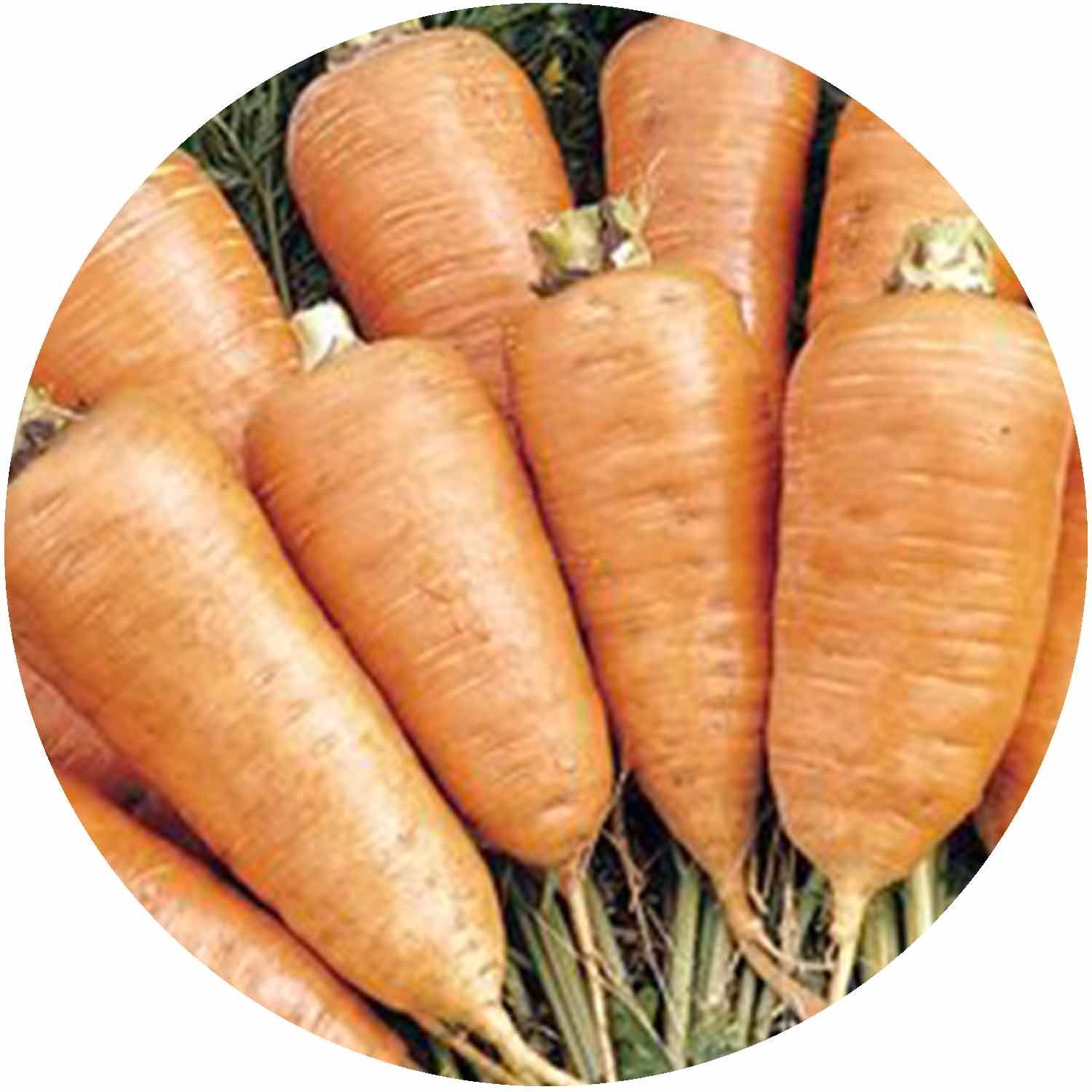 (GK) Carrot - Chantenay 6Pk