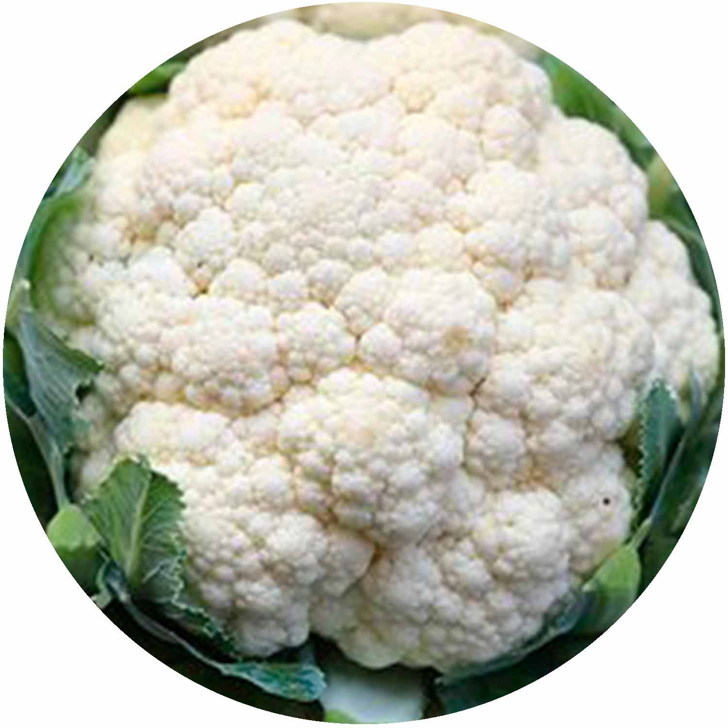 (GK) Cauliflower - All Year Round 6Pk