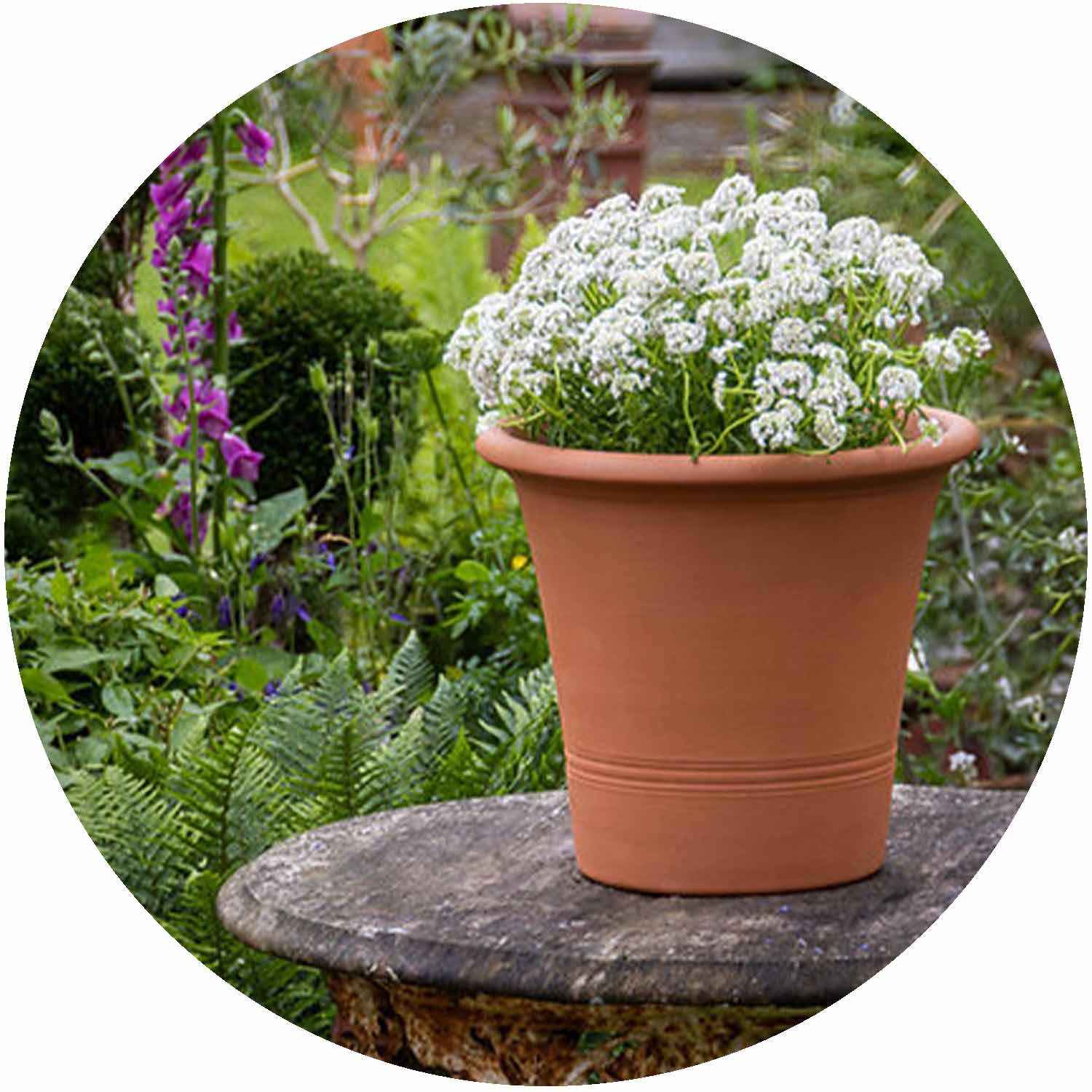 (BF) Terracotta Kitchen Planter