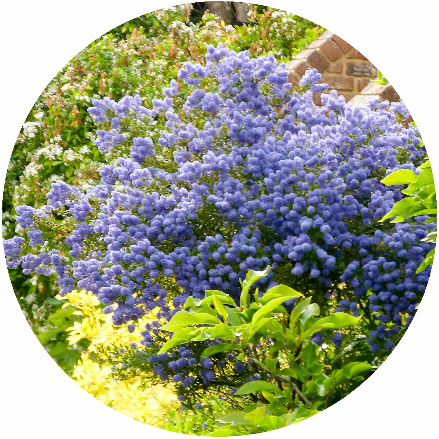 (M) Ceanothus Blue Mound 2-3L