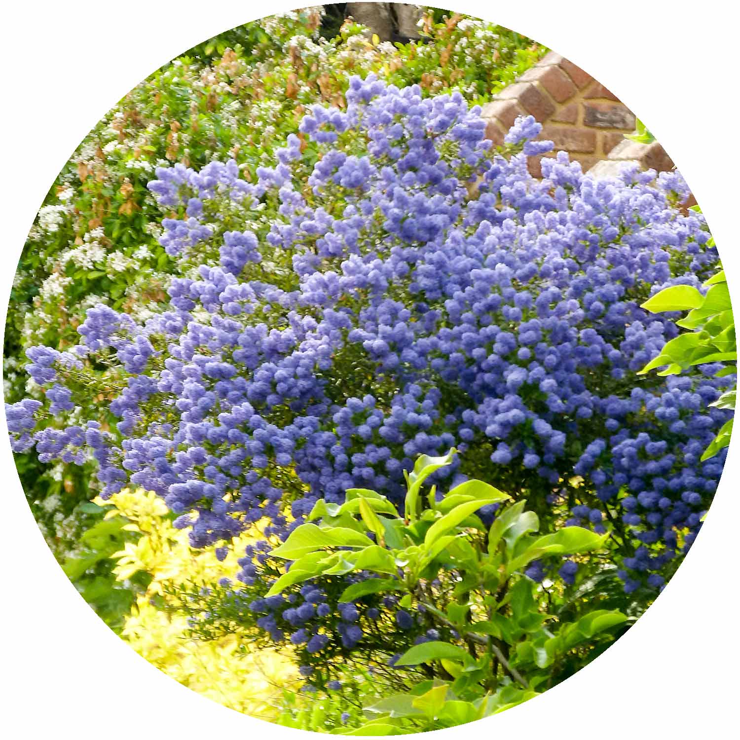 (M) Ceanothus Blue Mound 2L