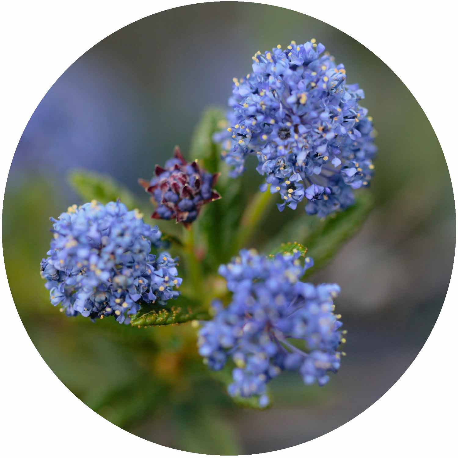 (E) Ceanothus Concha 20L